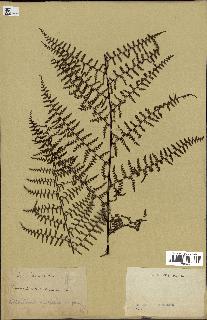 spécimen de Adiantopsis chlorophylla