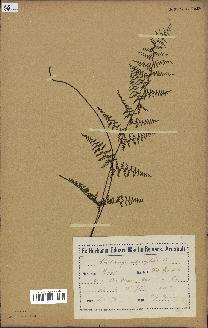 spécimen de Adiantopsis chlorophylla