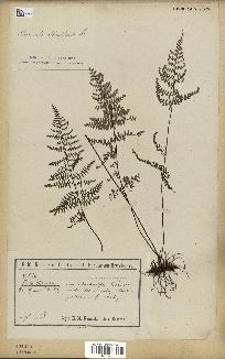 spécimen de Adiantopsis chlorophylla