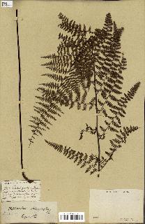 spécimen de Adiantopsis chlorophylla