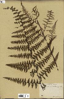 spécimen de Adiantopsis chlorophylla