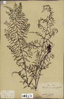 spécimen de Adiantopsis chlorophylla