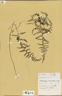 spécimen de Adiantopsis chlorophylla