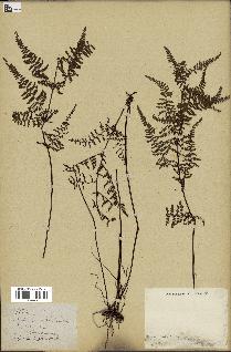 spécimen de Adiantopsis chlorophylla