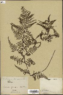 spécimen de Adiantopsis chlorophylla