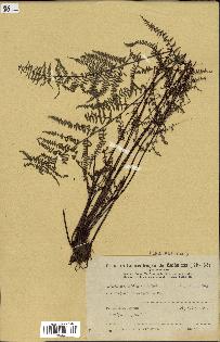 spécimen de Adiantopsis chlorophylla