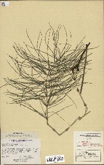 spécimen de Equisetum arvense