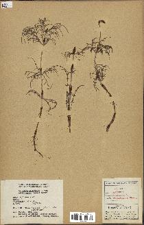 spécimen de Equisetum sylvaticum