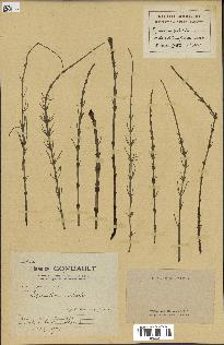 spécimen de Equisetum palustre