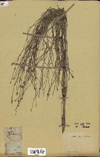 spécimen de Equisetum palustre