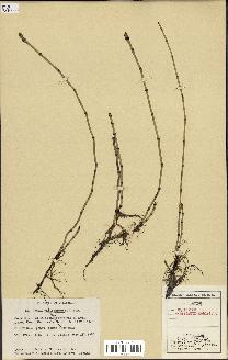 spécimen de Equisetum variegatum