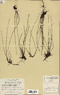 spécimen de Equisetum variegatum