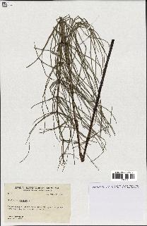 spécimen de Equisetum palustre