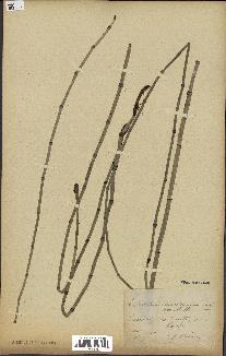 spécimen de Equisetum ramosissimum