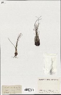 spécimen de Isoetes melanopoda