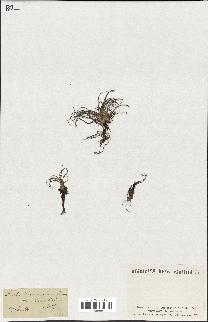 spécimen de Isoetes melanopoda