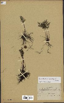 spécimen de Cheilanthes hieronymi