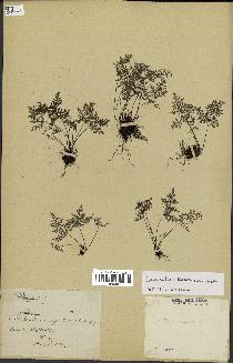 spécimen de Cheilanthes hieronymi