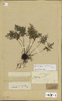 spécimen de Cheilanthes hieronymi