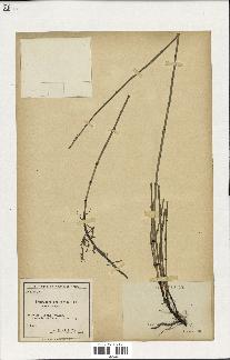 spécimen de Equisetum variegatum