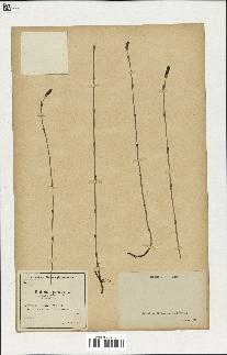 spécimen de Equisetum palustre