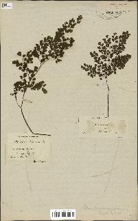 spécimen de Adiantum cuneatum