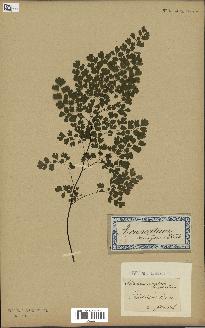 spécimen de Adiantum cuneatum