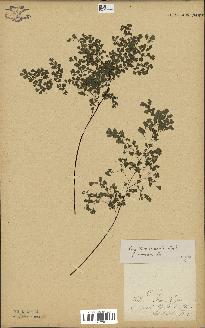 spécimen de Adiantum cuneatum