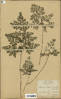 spécimen de Adiantum cuneatum