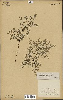 spécimen de Adiantum cuneatum