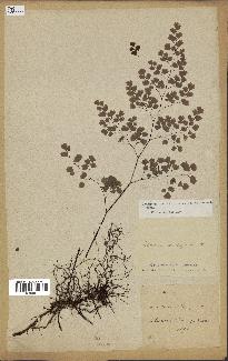 spécimen de Adiantum poiretii