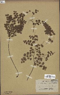 spécimen de Adiantum stenochlamys