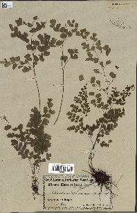 spécimen de Adiantum cuneatum