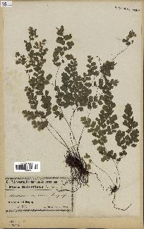 spécimen de Adiantum cuneatum