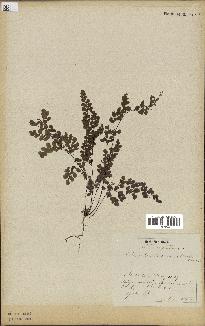 spécimen de Adiantum cuneatum