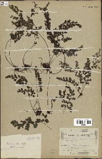 spécimen de Adiantum cuneatum