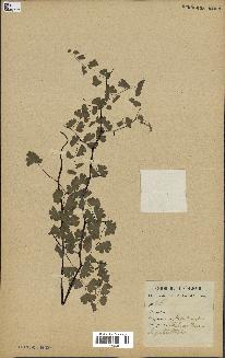 spécimen de Adiantum cuneatum