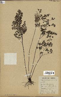 spécimen de Adiantum cuneatum