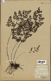 spécimen de Adiantum cuneatum