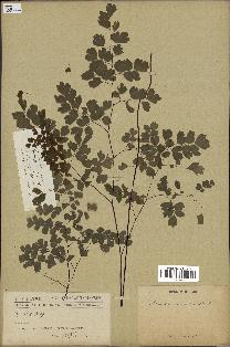 spécimen de Adiantum cuneatum