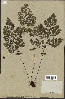 spécimen de Adiantum cuneatum