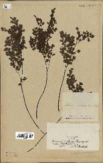 spécimen de Adiantum cuneatum