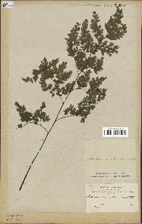 spécimen de Adiantum cuneatum