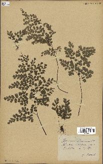 spécimen de Adiantum cuneatum