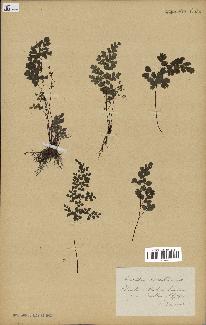 spécimen de Adiantum cuneatum