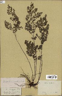 spécimen de Adiantum cuneatum