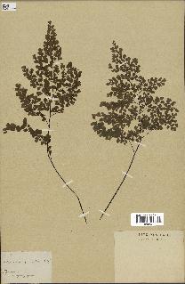 spécimen de Adiantum cuneatum