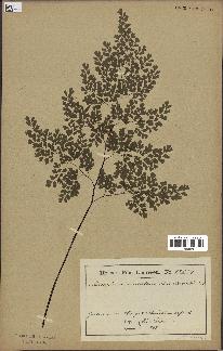 spécimen de Adiantum cuneatum