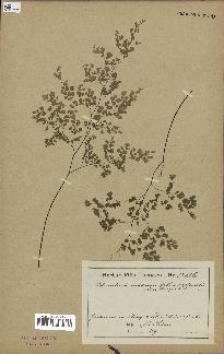 spécimen de Adiantum cuneatum