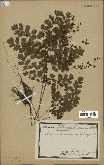 spécimen de Adiantum cuneatum